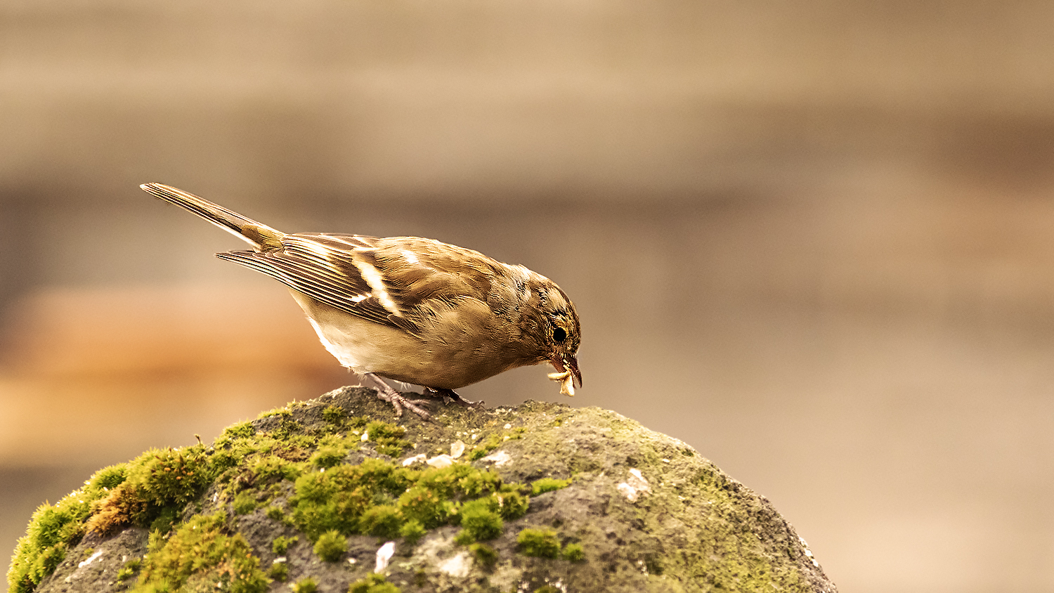 Common Chaffinch